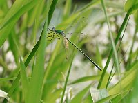 Elegant Spreadwing